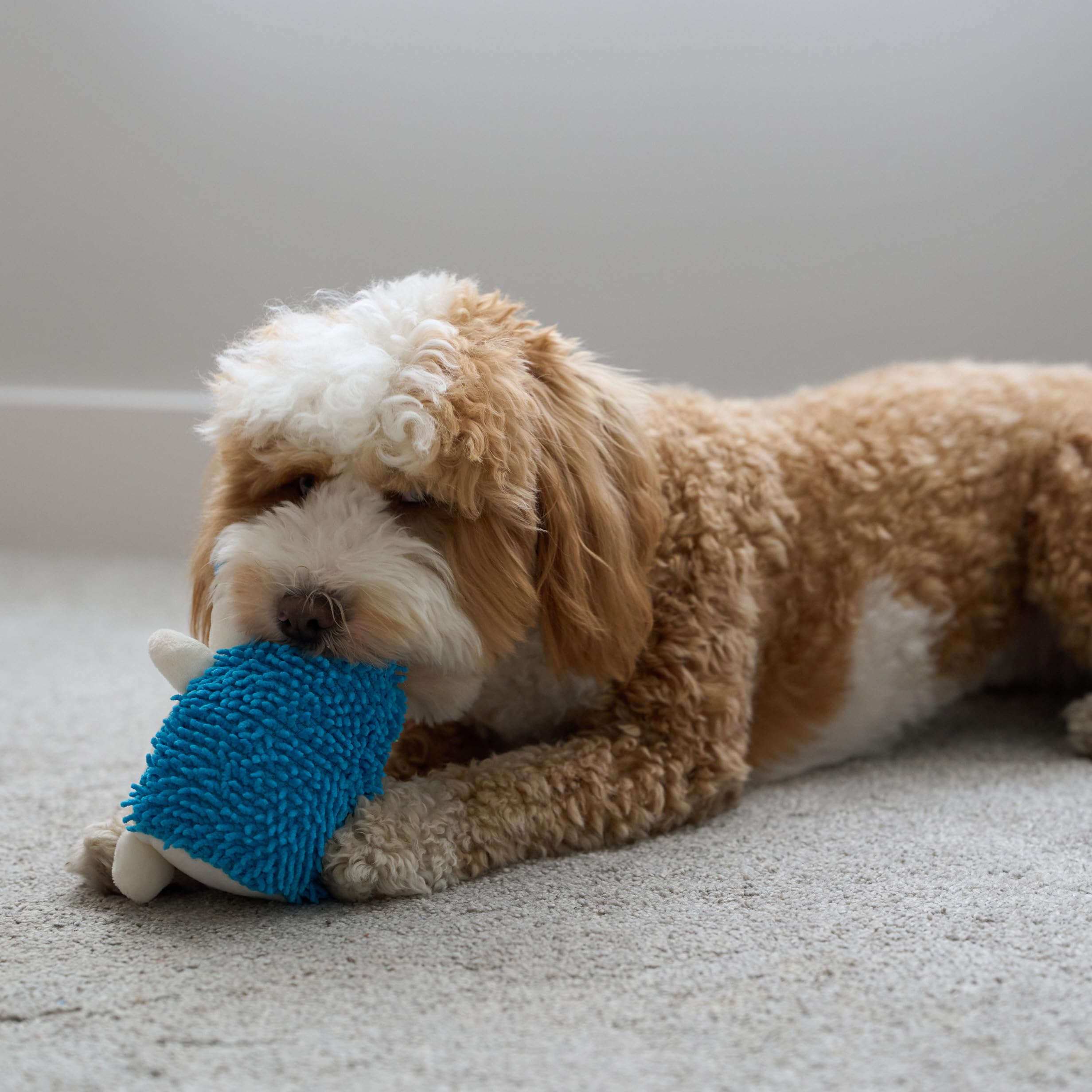 SPOT Hérisson cadeau idéal : emballage coloré pour chien.