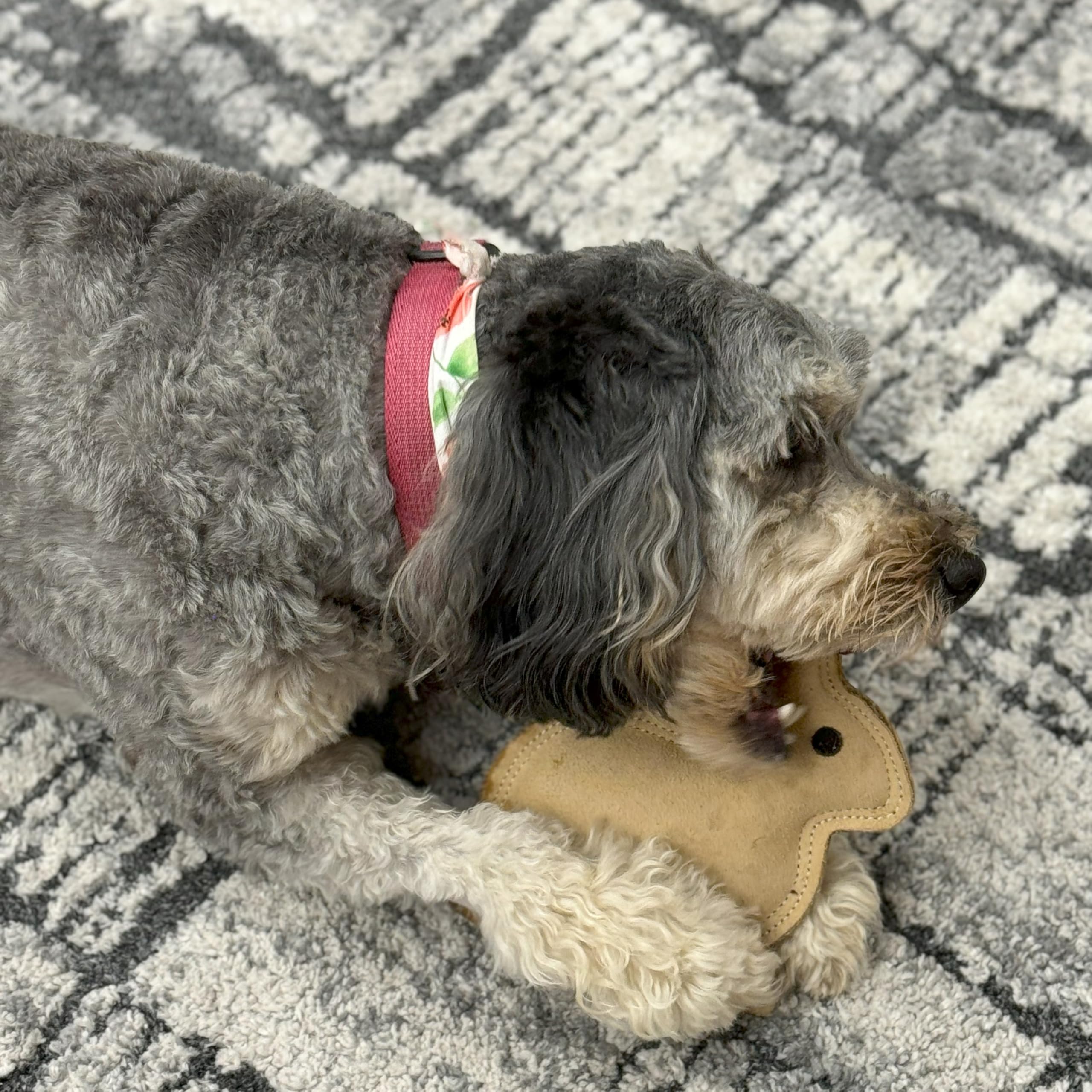 SPOT jouet lapin petits et moyens chiens, dimensions adaptées.