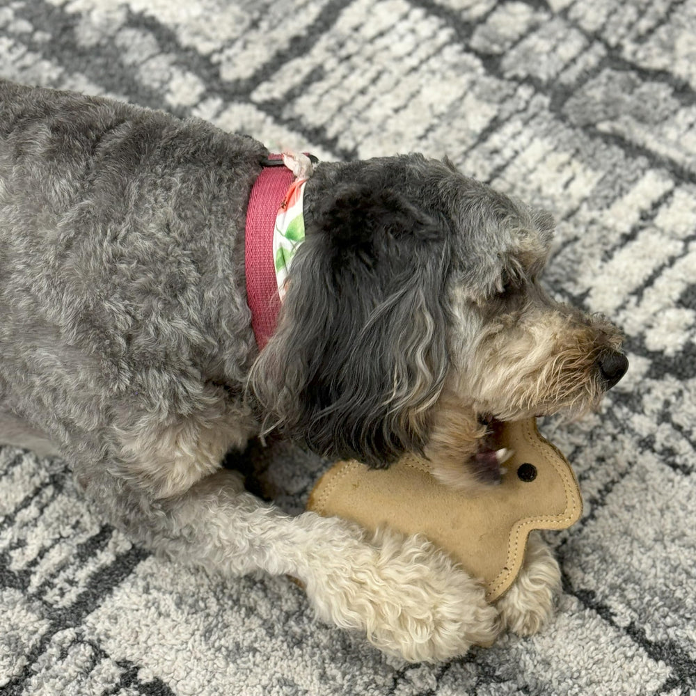 SPOT jouet lapin petits et moyens chiens, dimensions adaptées.