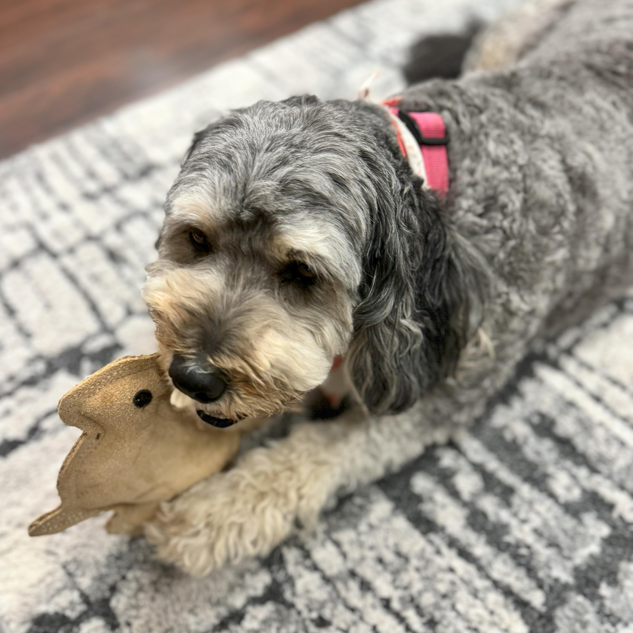 SPOT jouet lapin retriever interactif, parfait pour jeux répétés et stimulation.