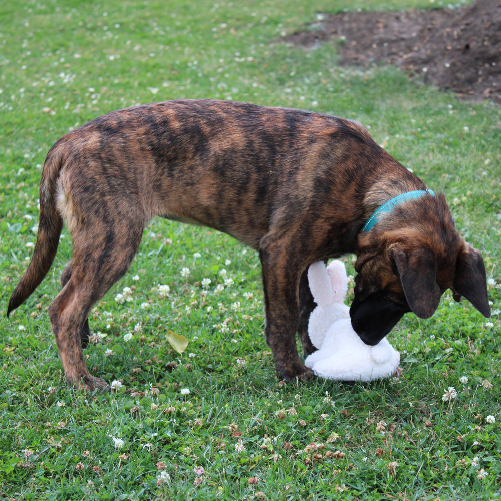 SPOT lapin confort et apaisement pour chiens anxieux et câlins nocturnes.