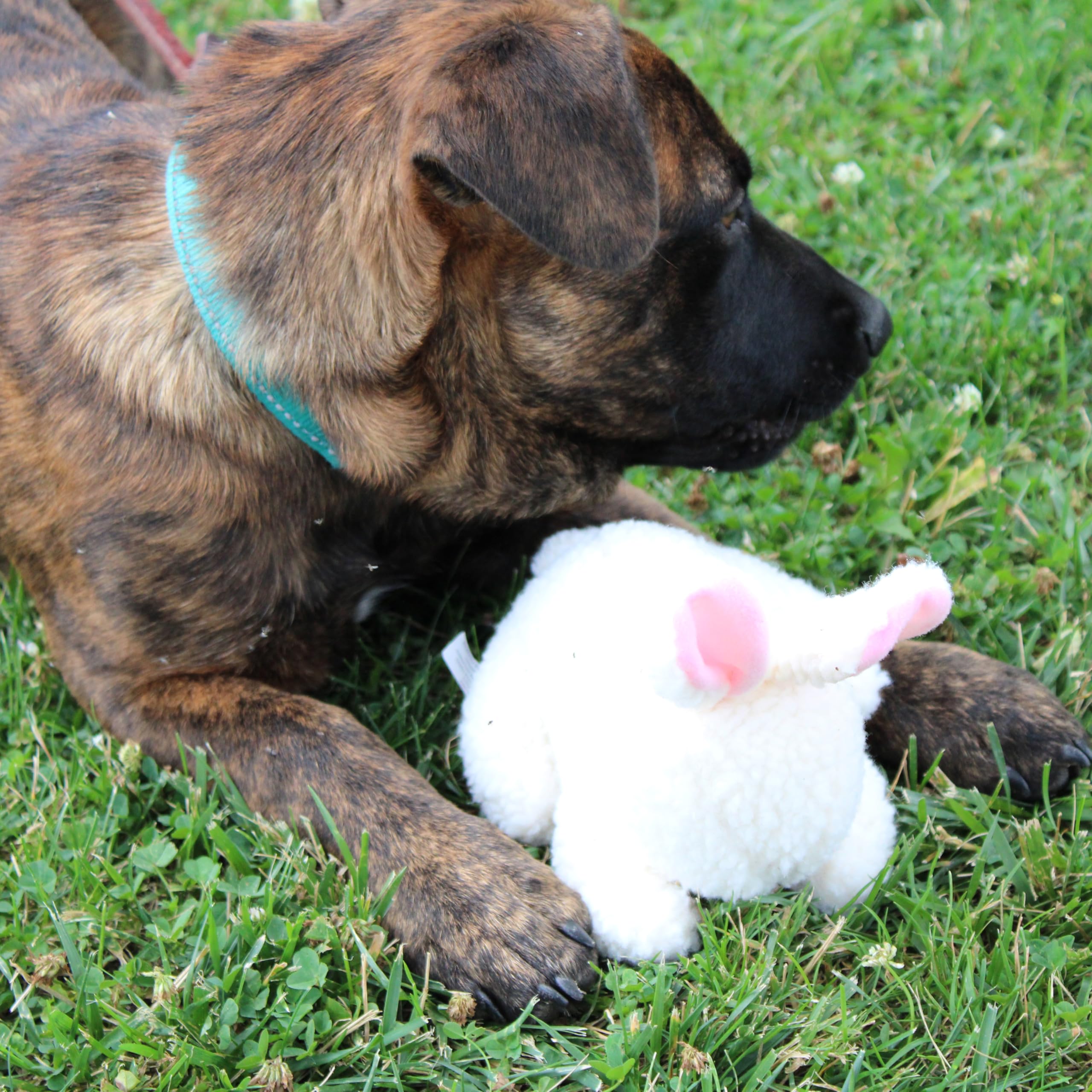 SPOT lapin idéal pour petites races, parfait pour le jeu quotidien.