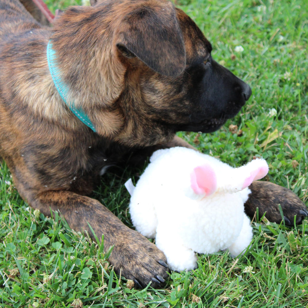 SPOT lapin idéal pour petites races, parfait pour le jeu quotidien.