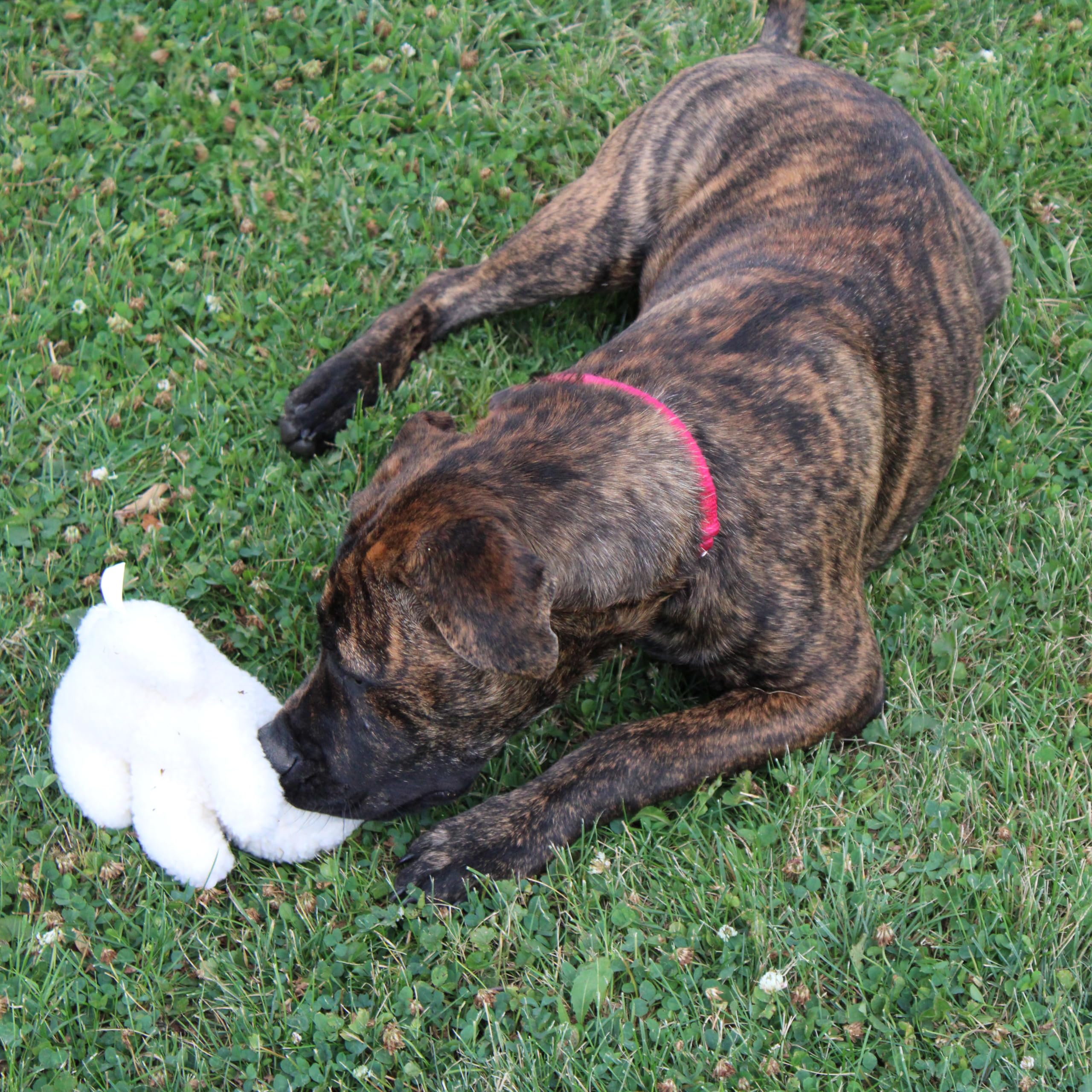 SPOT lapin léger et portable, parfait pour les déplacements.