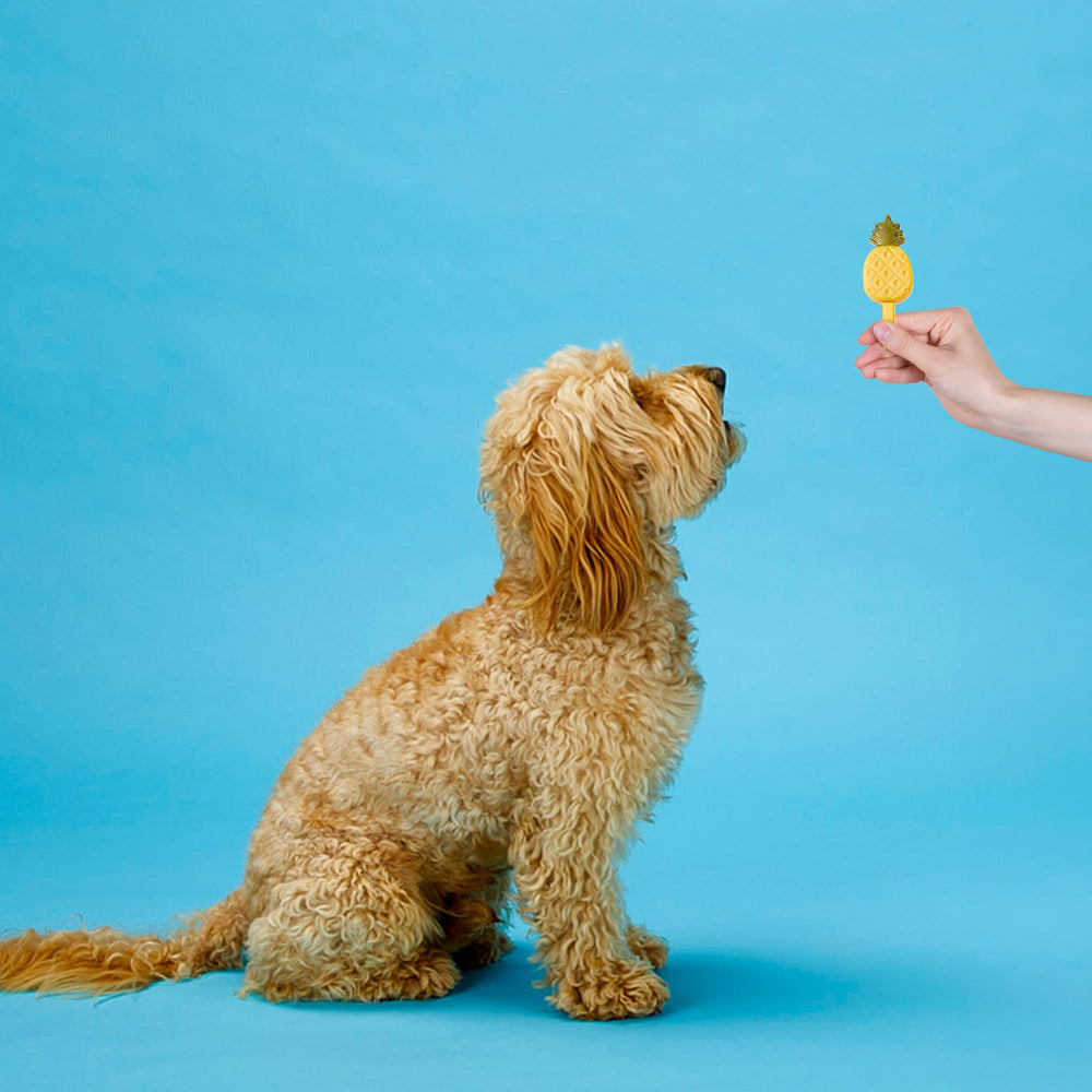 SPOT Pup Ice – emballage sûr et pratique, conservation et service faciles.
