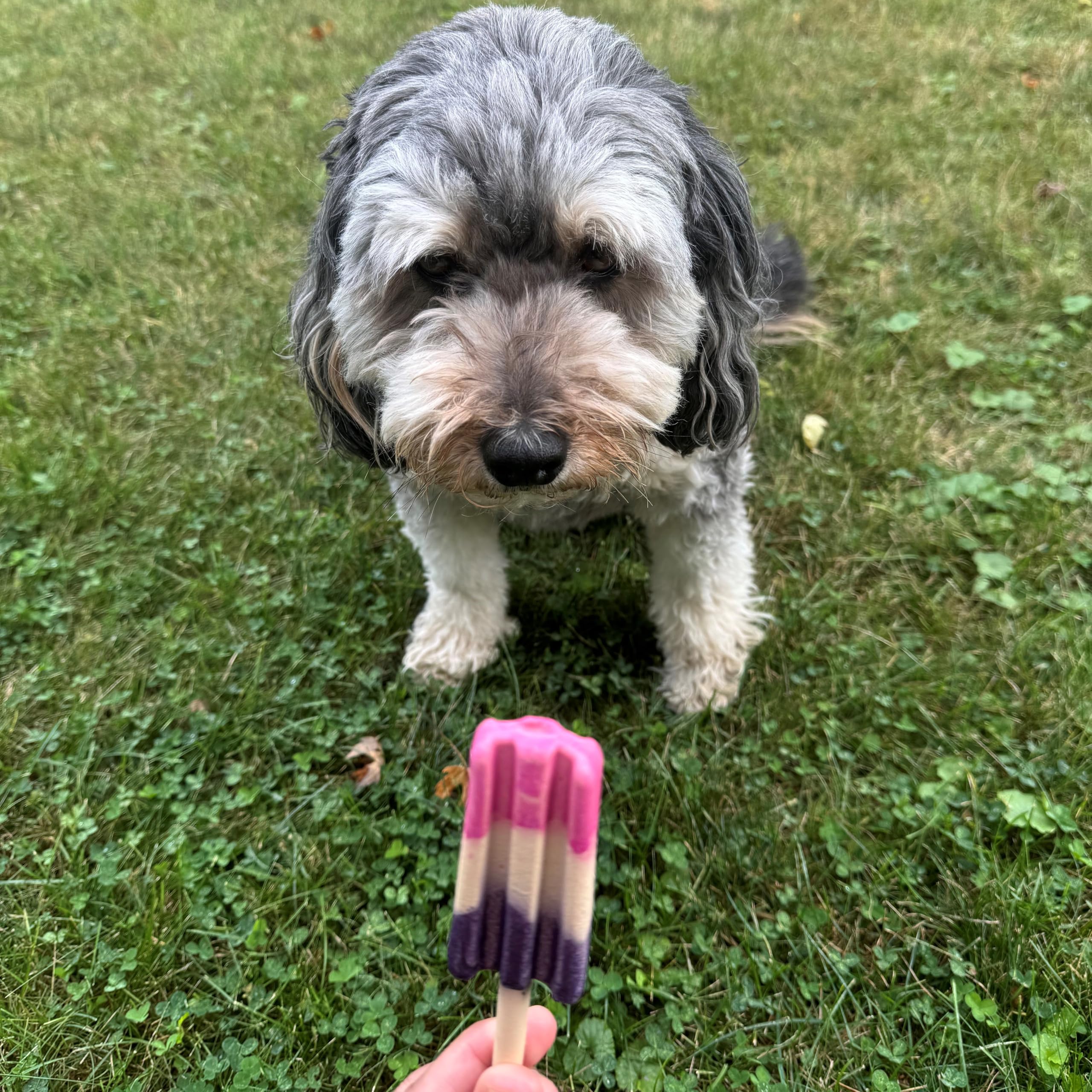 SPOT Pup Ice deux pièces: format pratique pour un duo de friandises glacées.