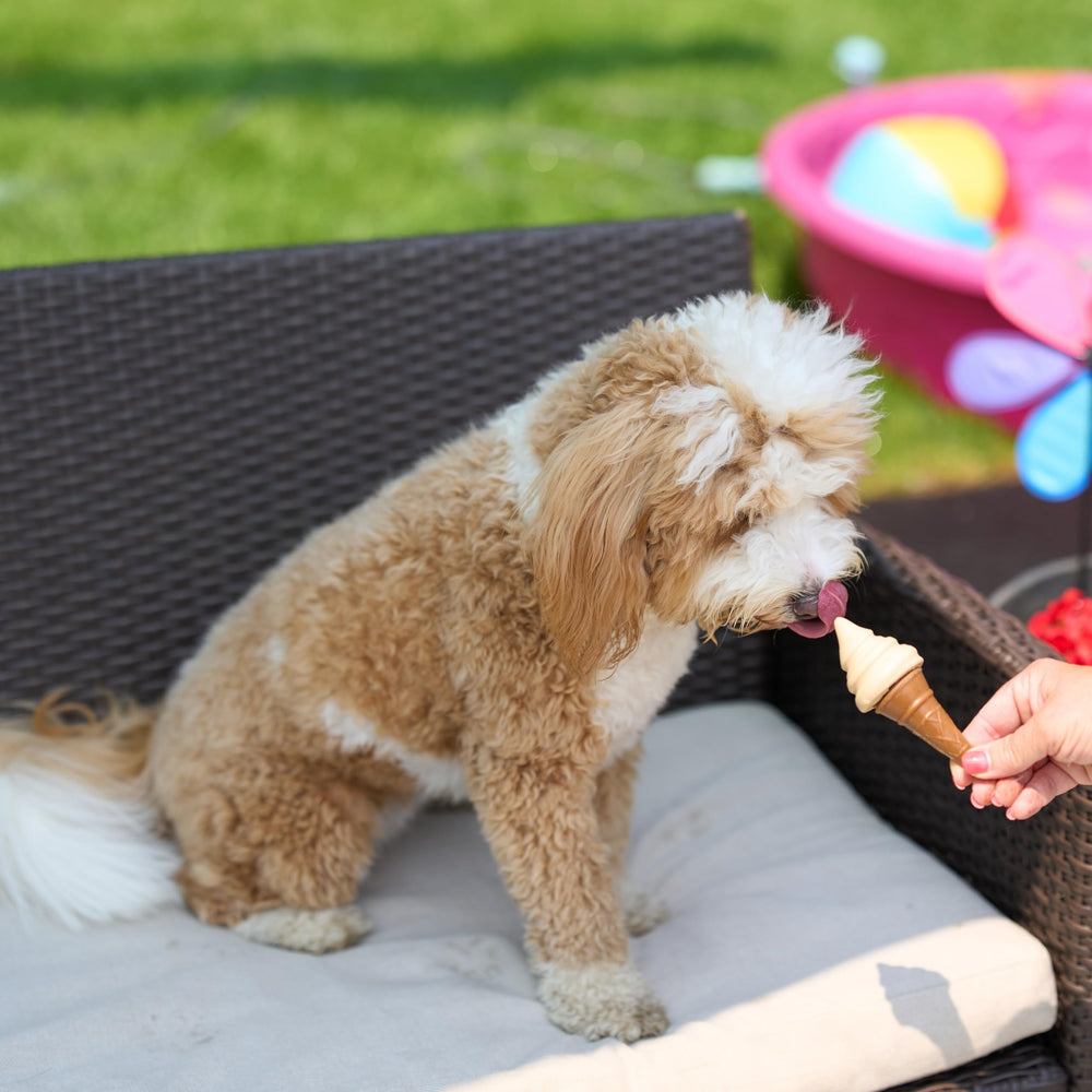 SPOT Pup Ice: parfait rafraîchissement lors des journées chaudes.
