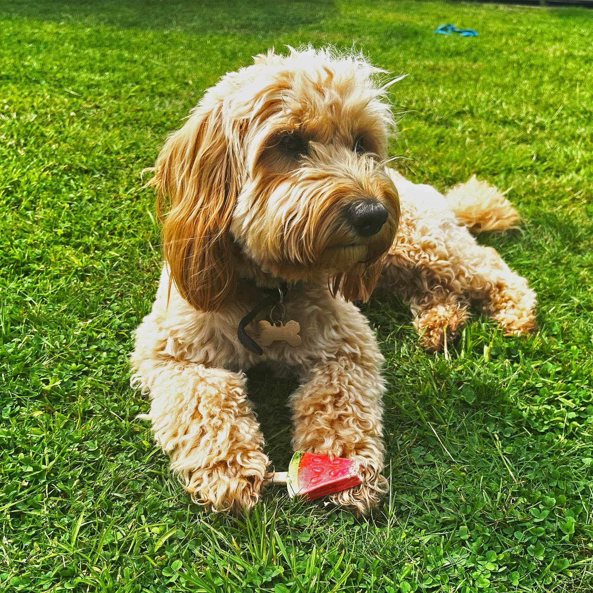 SPOT Pup Ice: sans sucres ajoutés, alternative gourmande sans édulcorants artificiels.