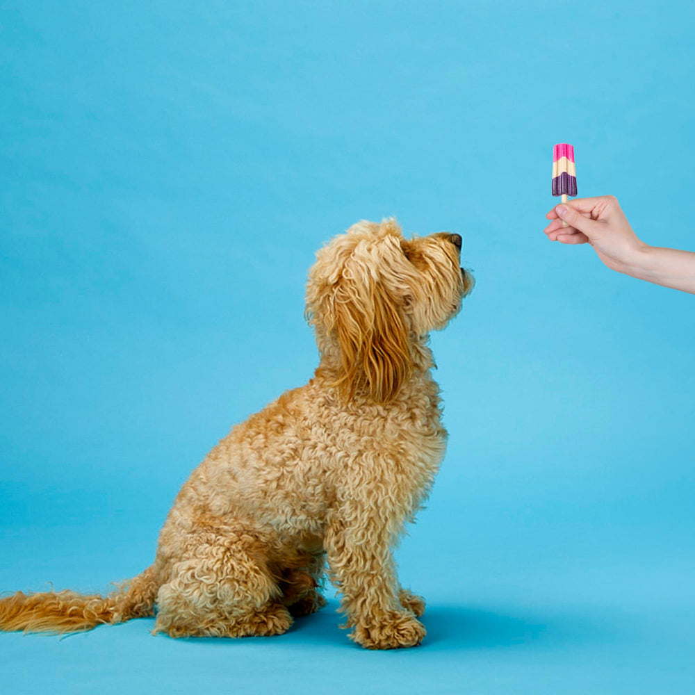 SPOT Pup Ice utilisation maison: pratique à congeler et servir.