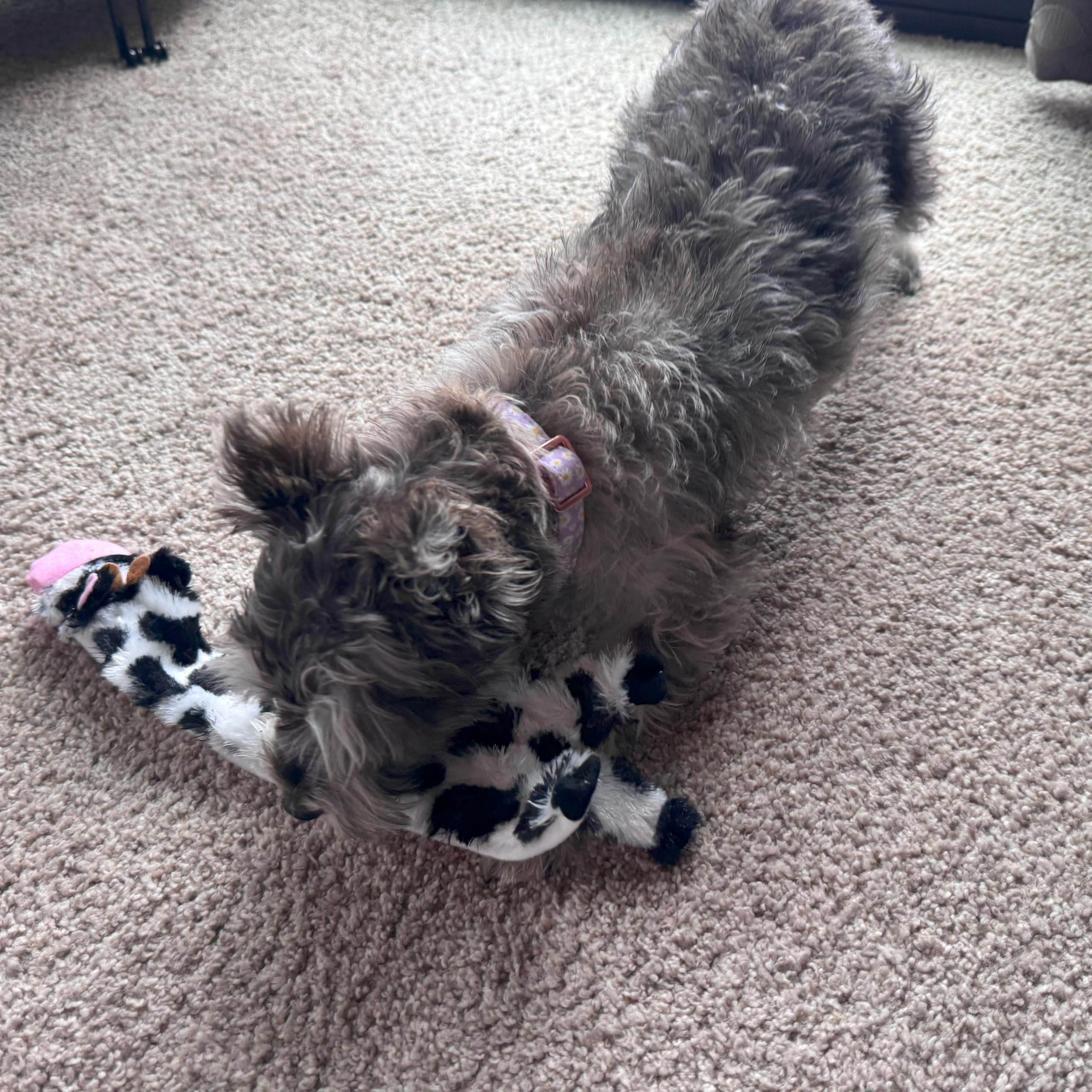 SPOT Skinneeez Crinklers Cow couinement: attire l’attention