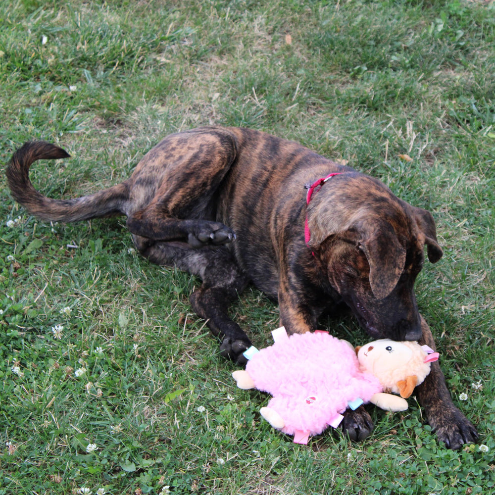Confort et sécurité pour sessions de jeu chez les petits chiens