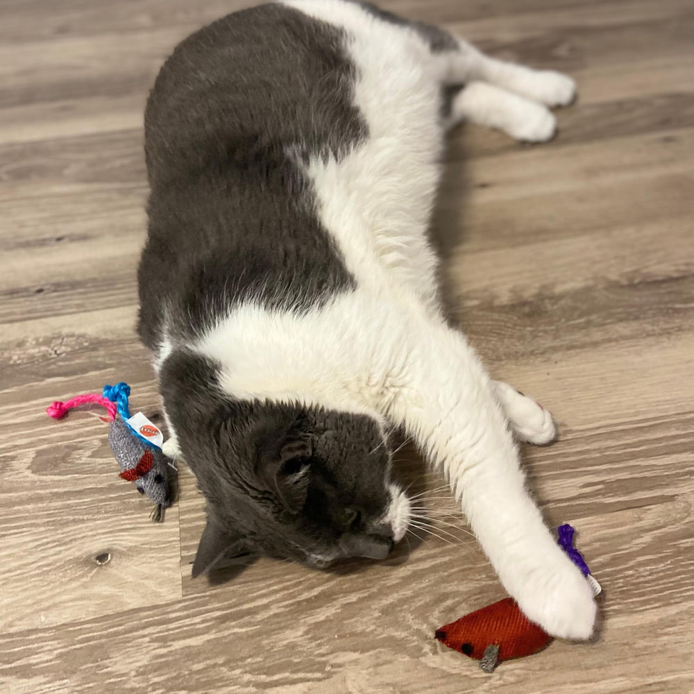 SPOT Souris en jute interactives imbibées de catnip attirent l’attention.