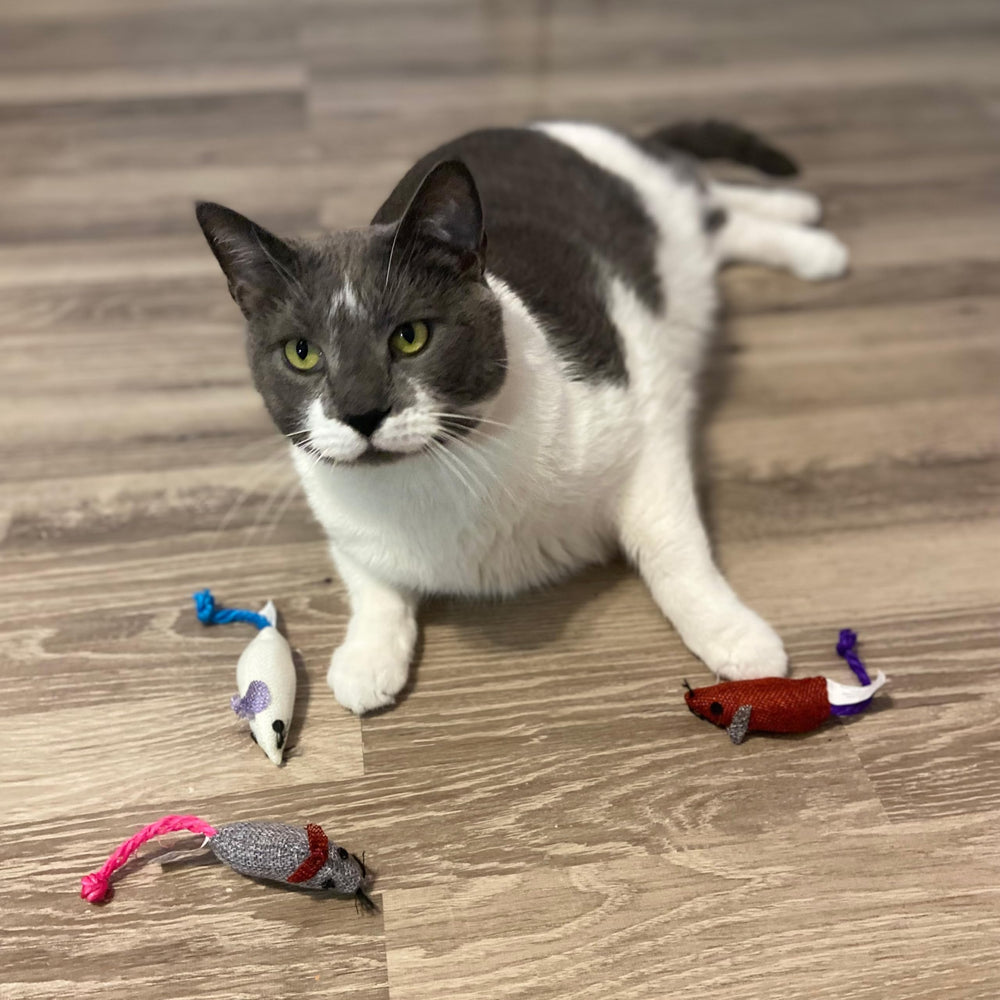 SPOT Souris en jute interactives verte déclenche l’instinct de chasse.