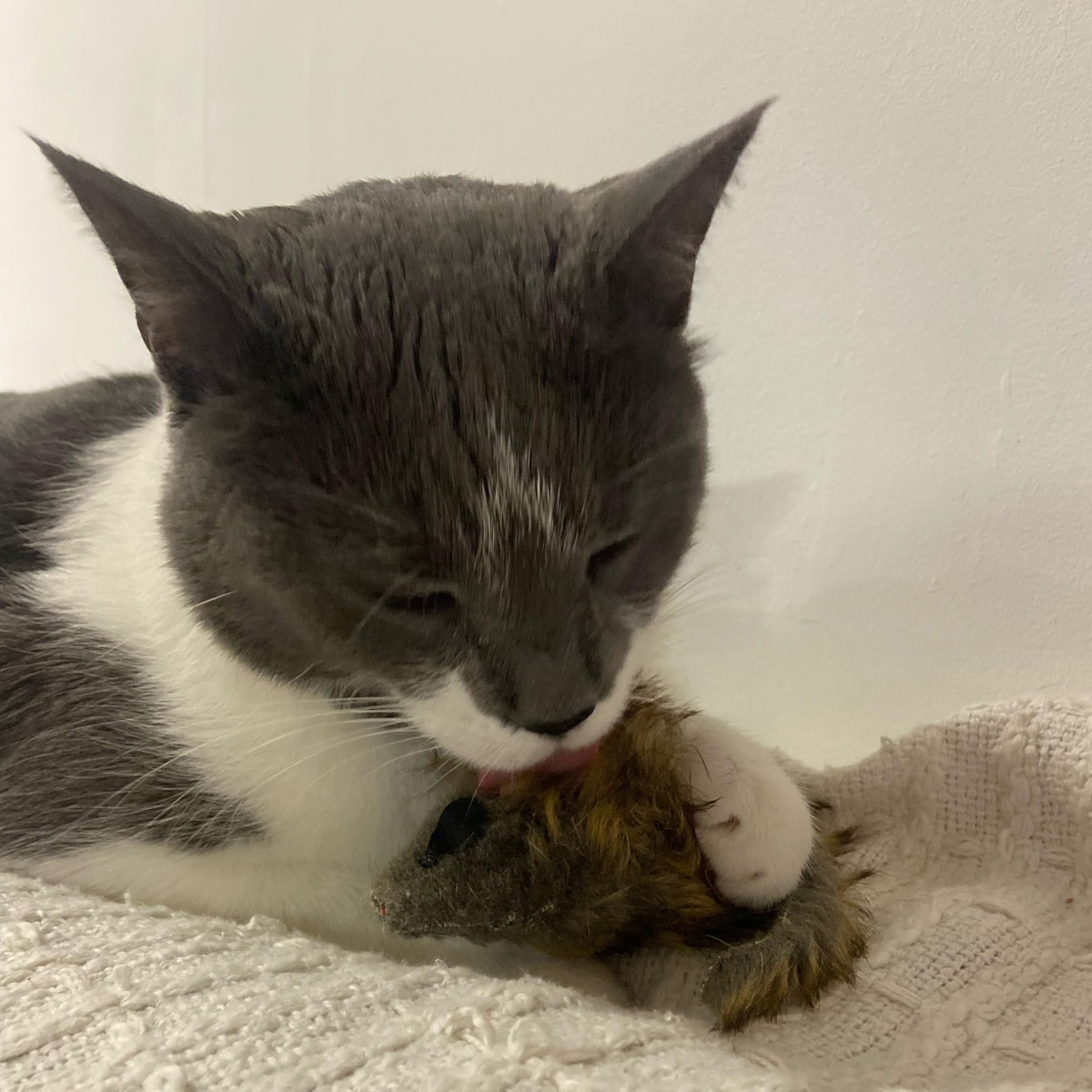 SPOT Souris géante en peluche au réalisme visuel séduisant.