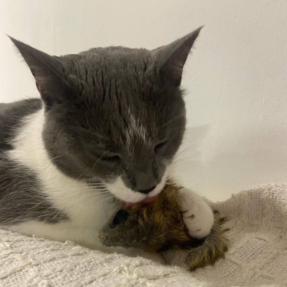 SPOT Souris géante en peluche au réalisme visuel séduisant.