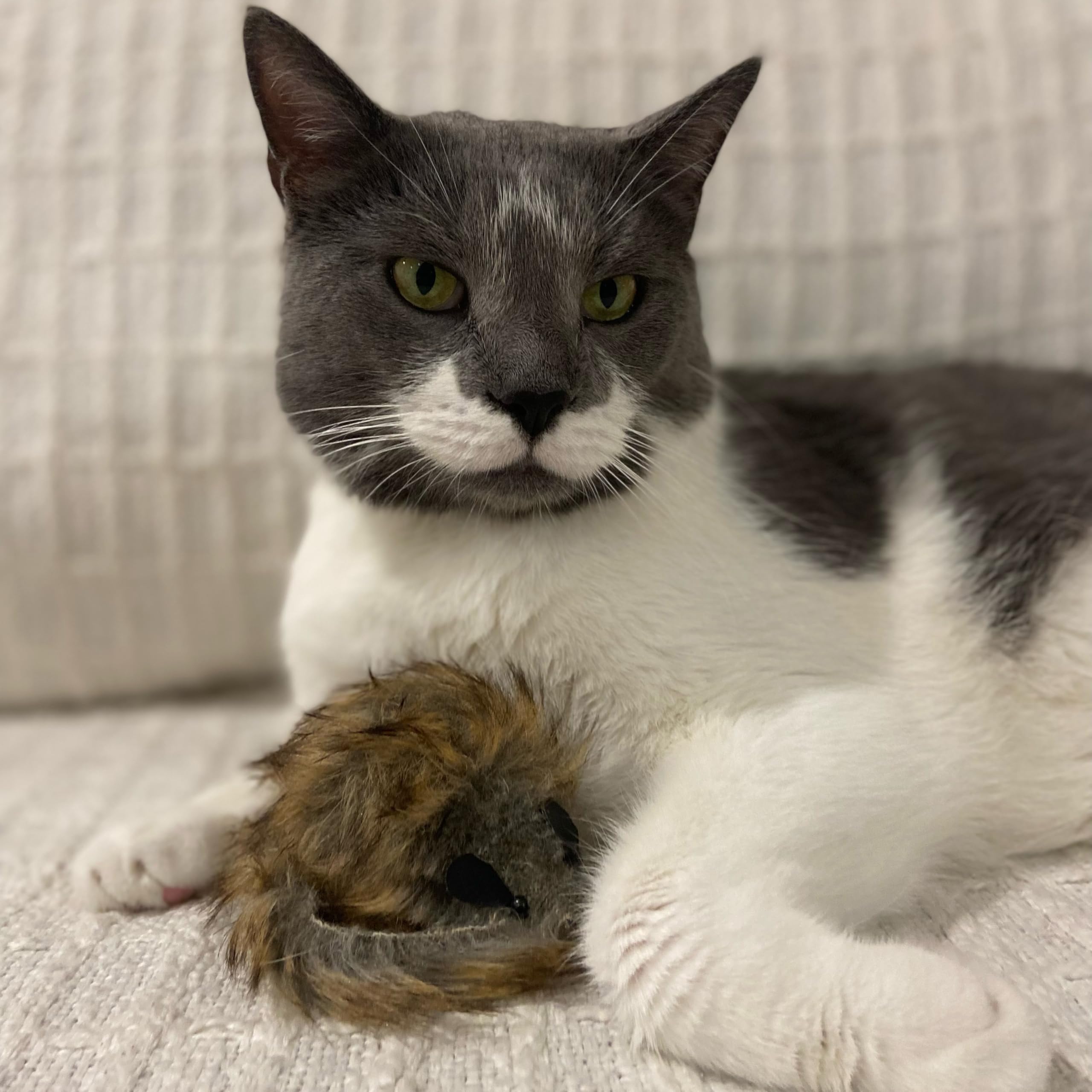 SPOT Souris géante en peluche, texture agréable pour mordre et bondir.