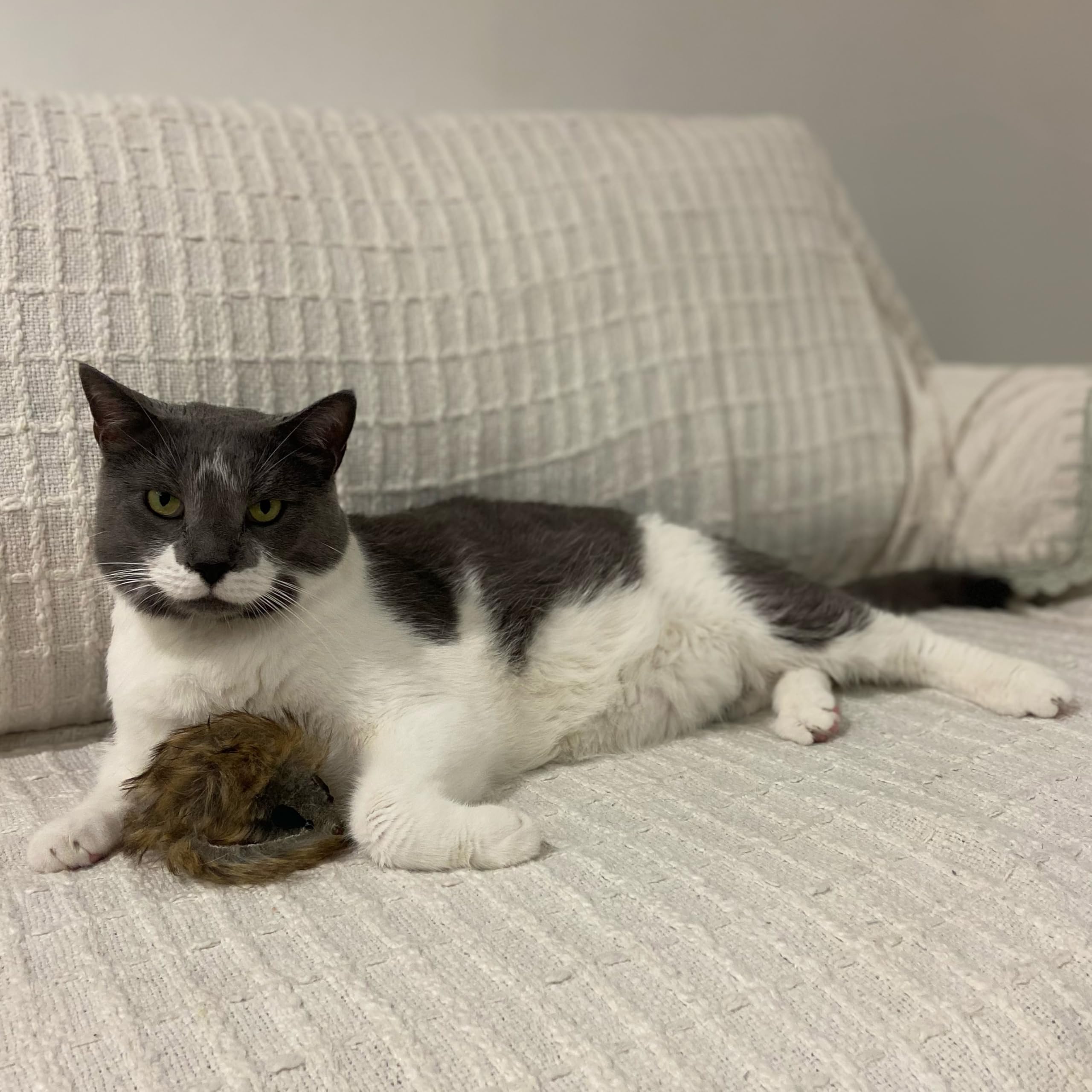 SPOT Souris géante en peluche, usage quotidien et apprentissage du jeu.
