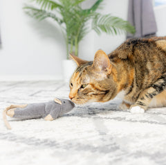 Souris Plate Frankie SPOT, taille environ 14 cm, parfaite pour les poursuites rapides.