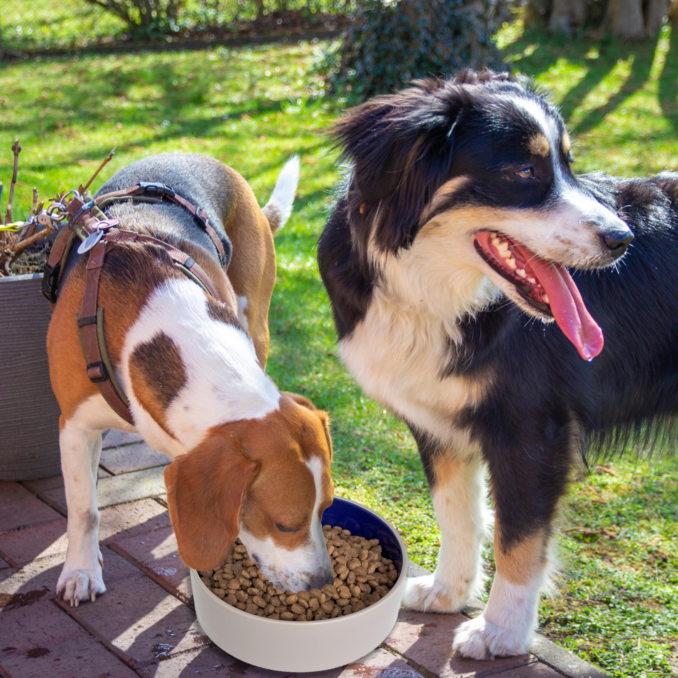 Bol SPOT Standard Crock Dish pour plusieurs animaux, solution pratique et propre.