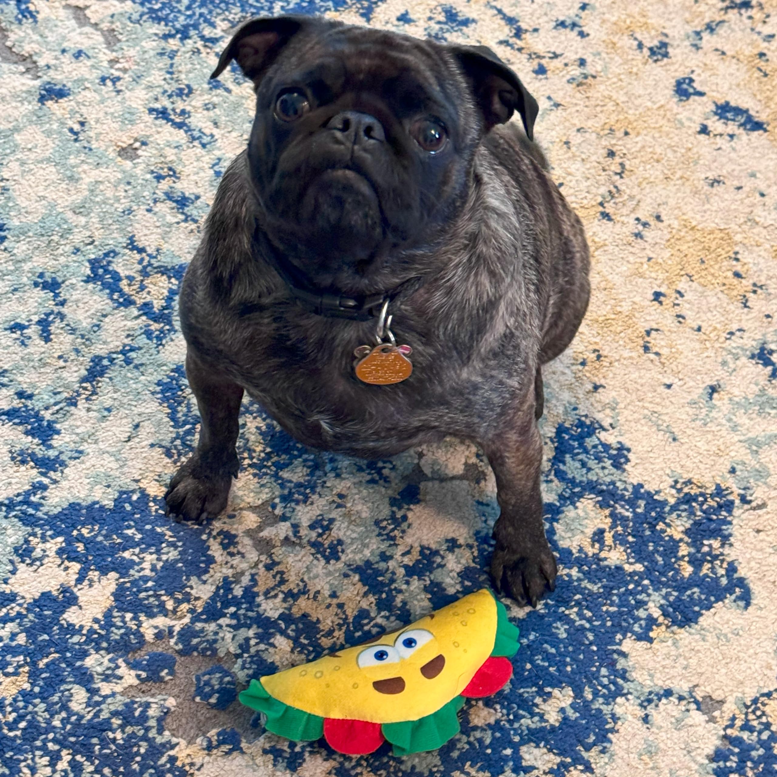 SPOT Taco Plaisir : cadeau parfait pour anniversaire canin