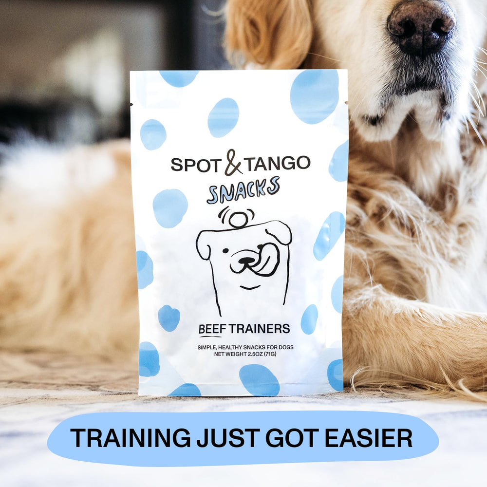 Chiens de toutes tailles profitant de Spot & Tango, chiots et seniors inclus