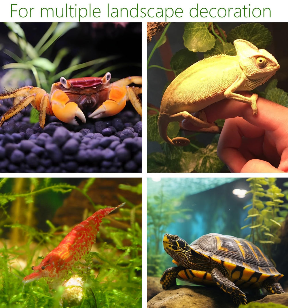 SpringSmart betta-lieu-evasion : espace calme pour bettas actifs.