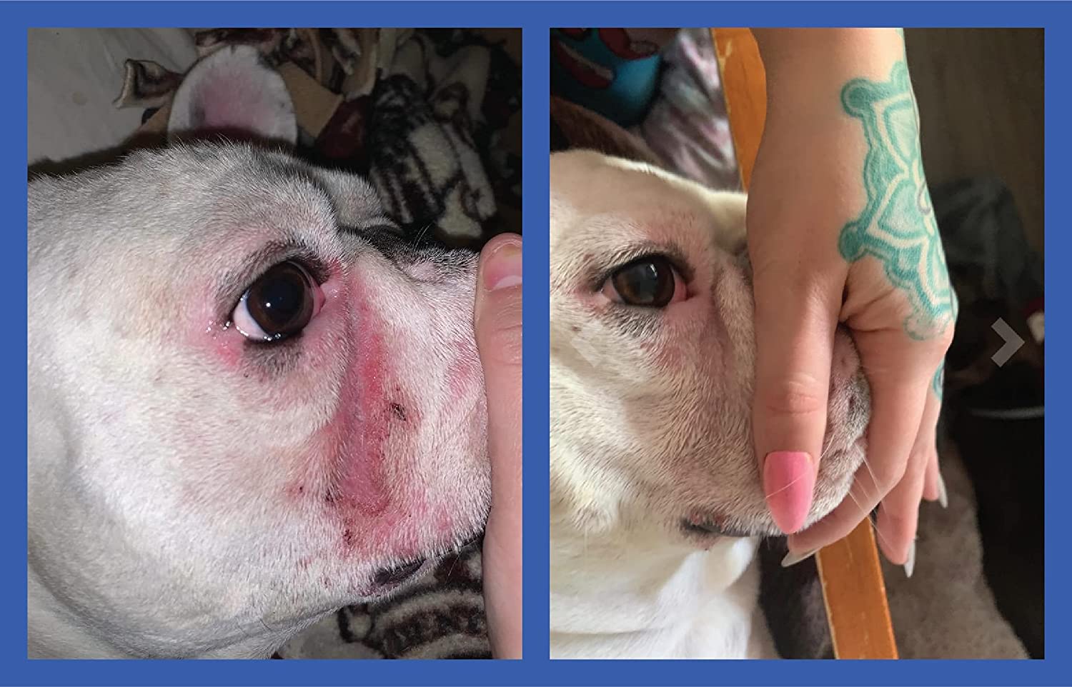 Squishface applicateur en silicone pour pate chien, geste doux et contrôlé.