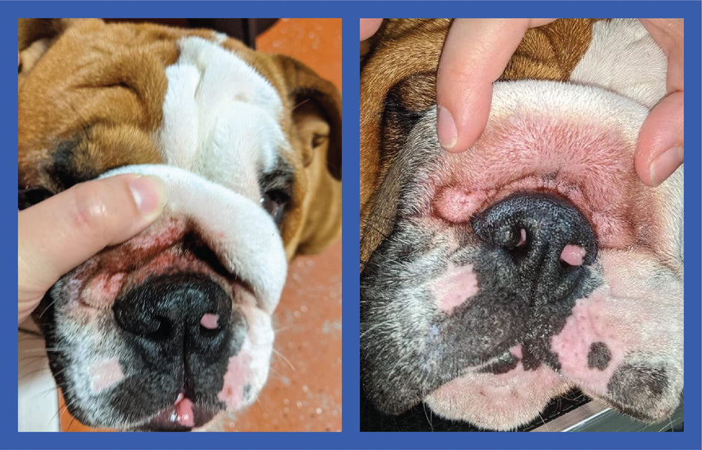 Convient à plusieurs races, bouledogues et autres, avec Squishface Wrinkle Paste.