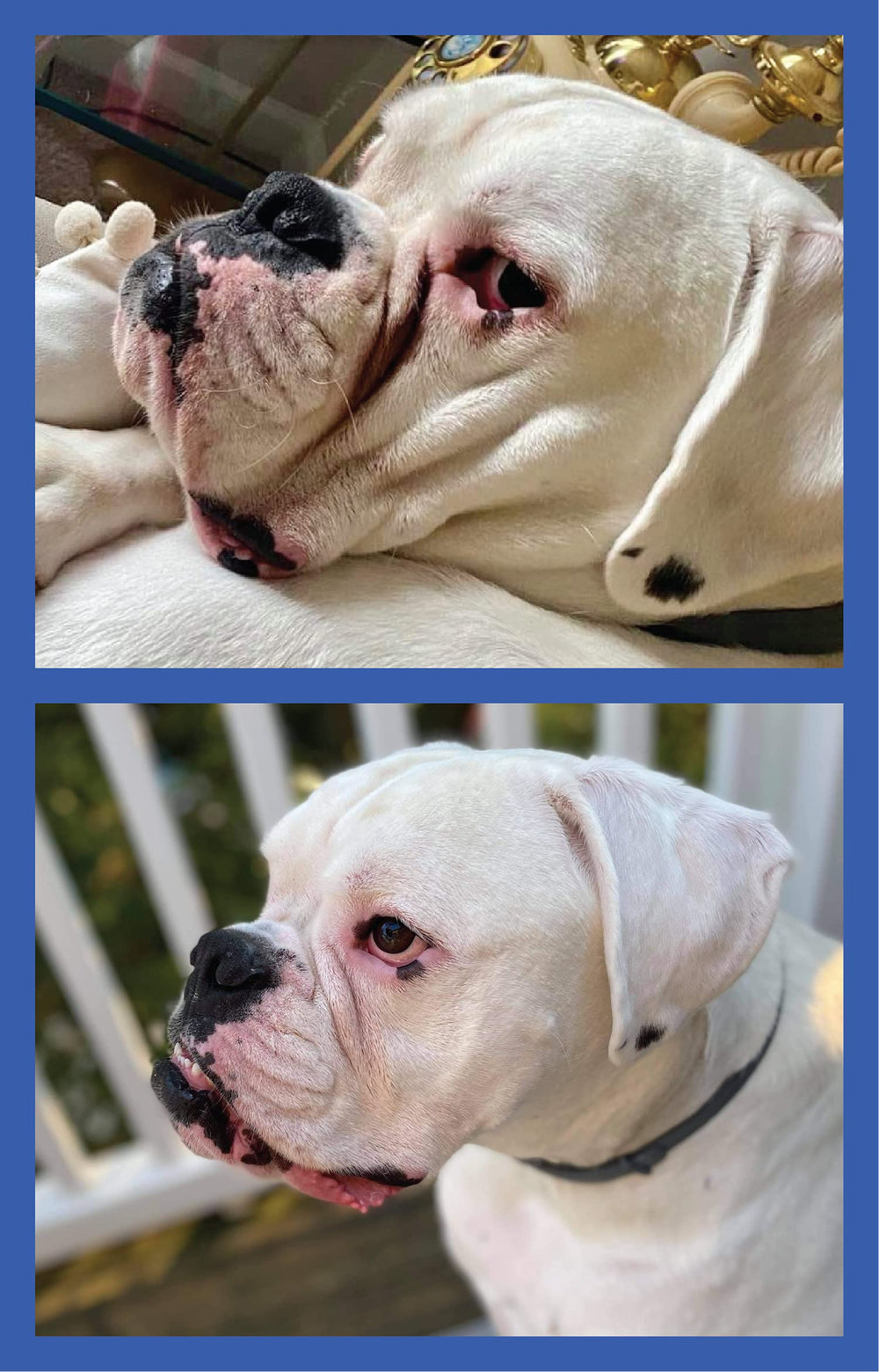 Formule douce adaptée aux chiens sensibles par Squishface Wrinkle Paste.