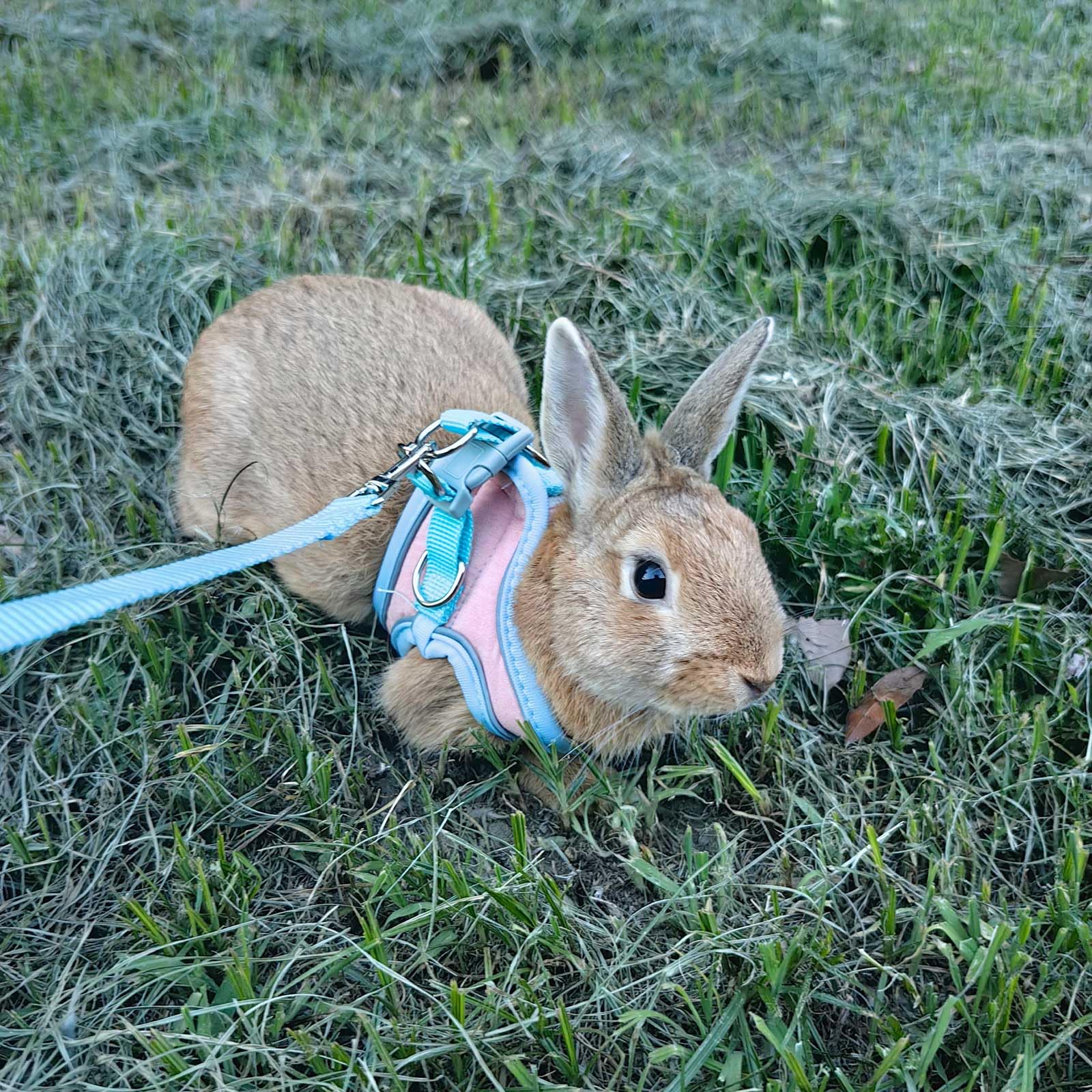 SQUSIMEI harnais lapin tailles S et M pour diverses morphologies.