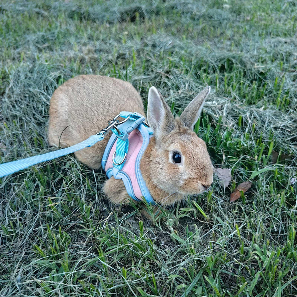 SQUSIMEI harnais lapin tailles S et M pour diverses morphologies.
