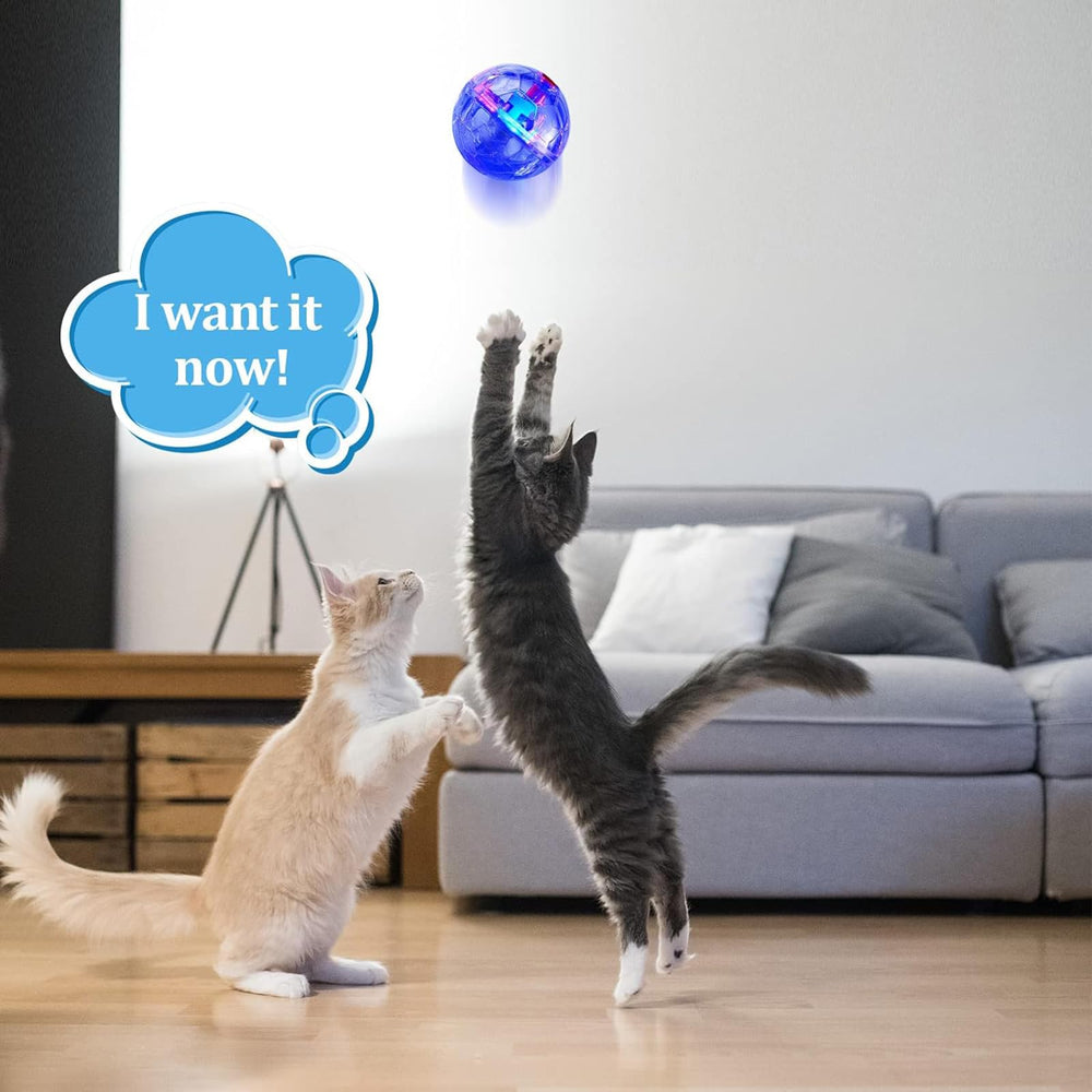Cadeau amusant Sratte pour amis propriétaires d’animaux et sessions d’entraînement.