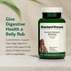 Standard Process Canine Enteric Support – cuillere-petite, dosage précis pour petits chiens.