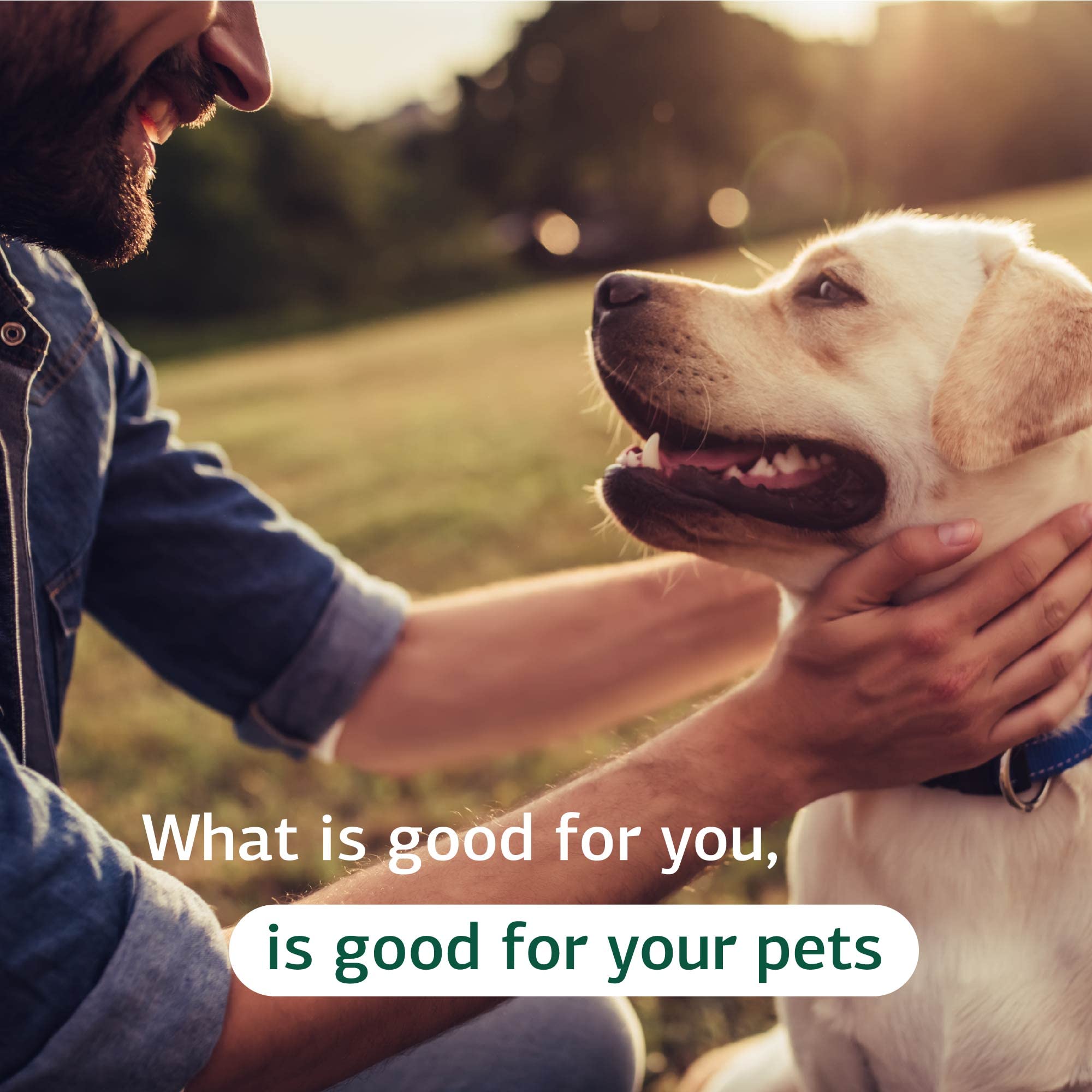 Standard Process Canine Renal Support, contenu de boîte, complément alimentaire pour chiens sensibles rénal.