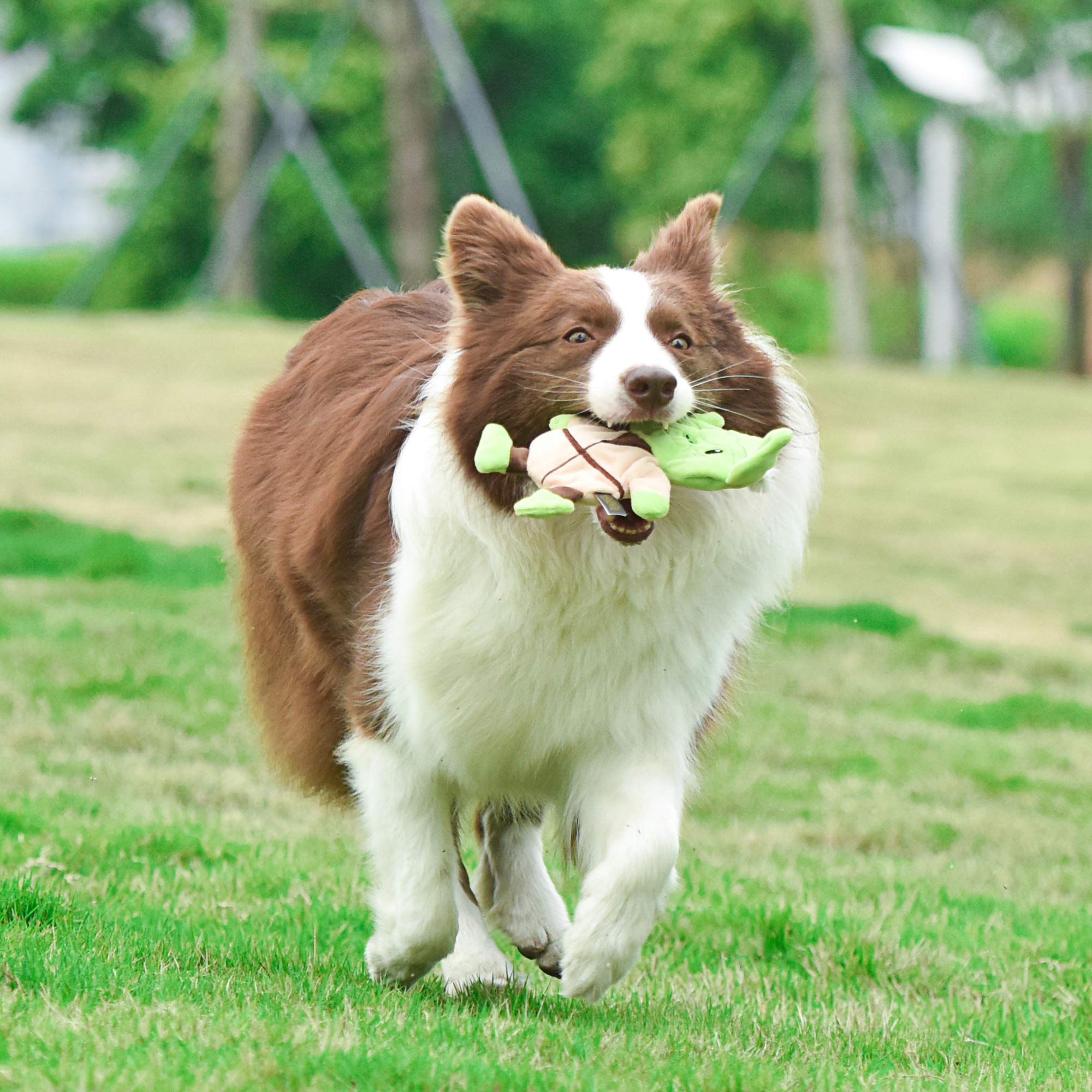 STAR WARS Yoda Flattie convient à tous les chiens, du petit au grand, pour le jeu.