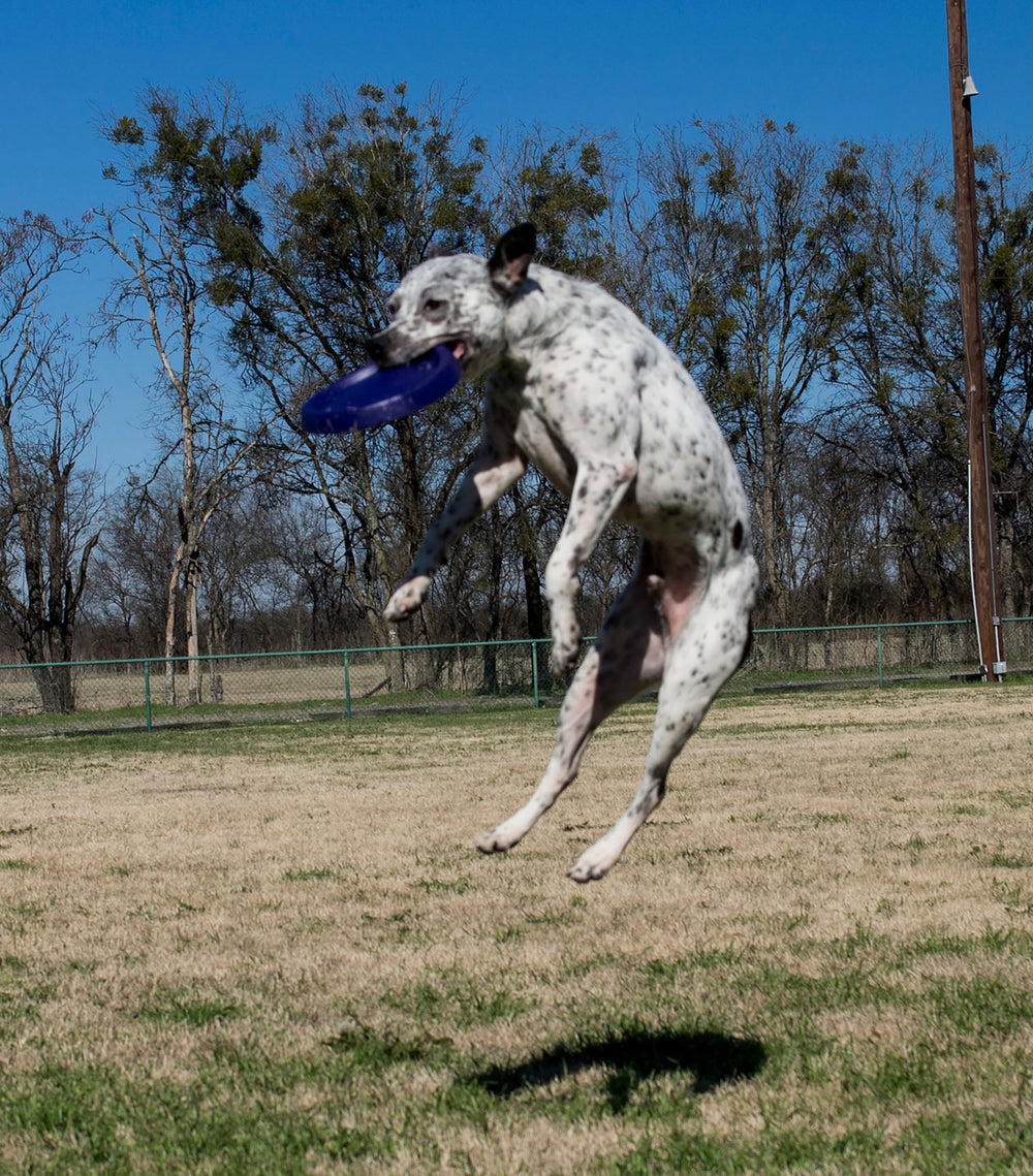 Usage quotidien avec chien, disque Starmark Easy Glide pour routines ludiques.