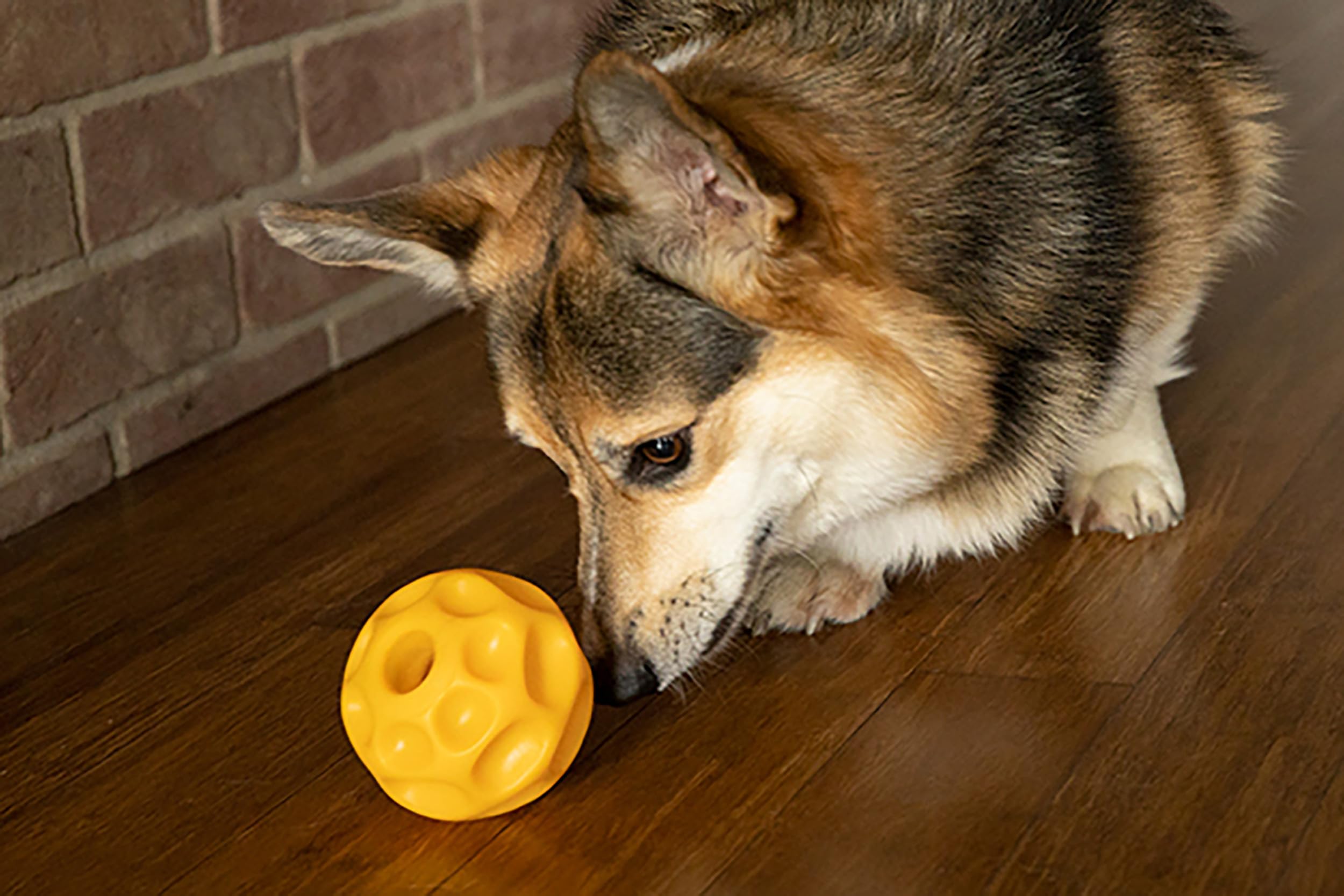 Starmark Tetraflex, test-durabilite, conçu pour les chiens actifs et robustes.