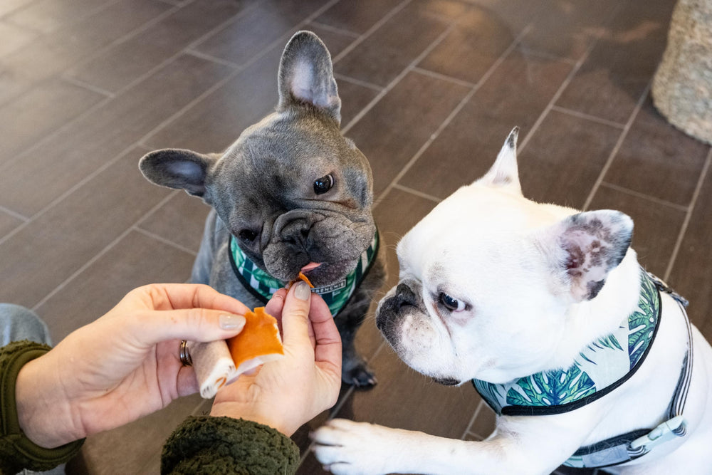 Proposition Stashios pour chiens et chats : pilules masquées sans lutte