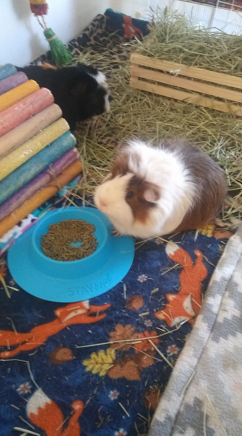 STAYbowl bleu ciel utilisation quotidienne pratique et polyvalente pour petits animaux