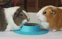 STAYbowl bol ergonomique anti-debordement durable pour animaux domestiques.