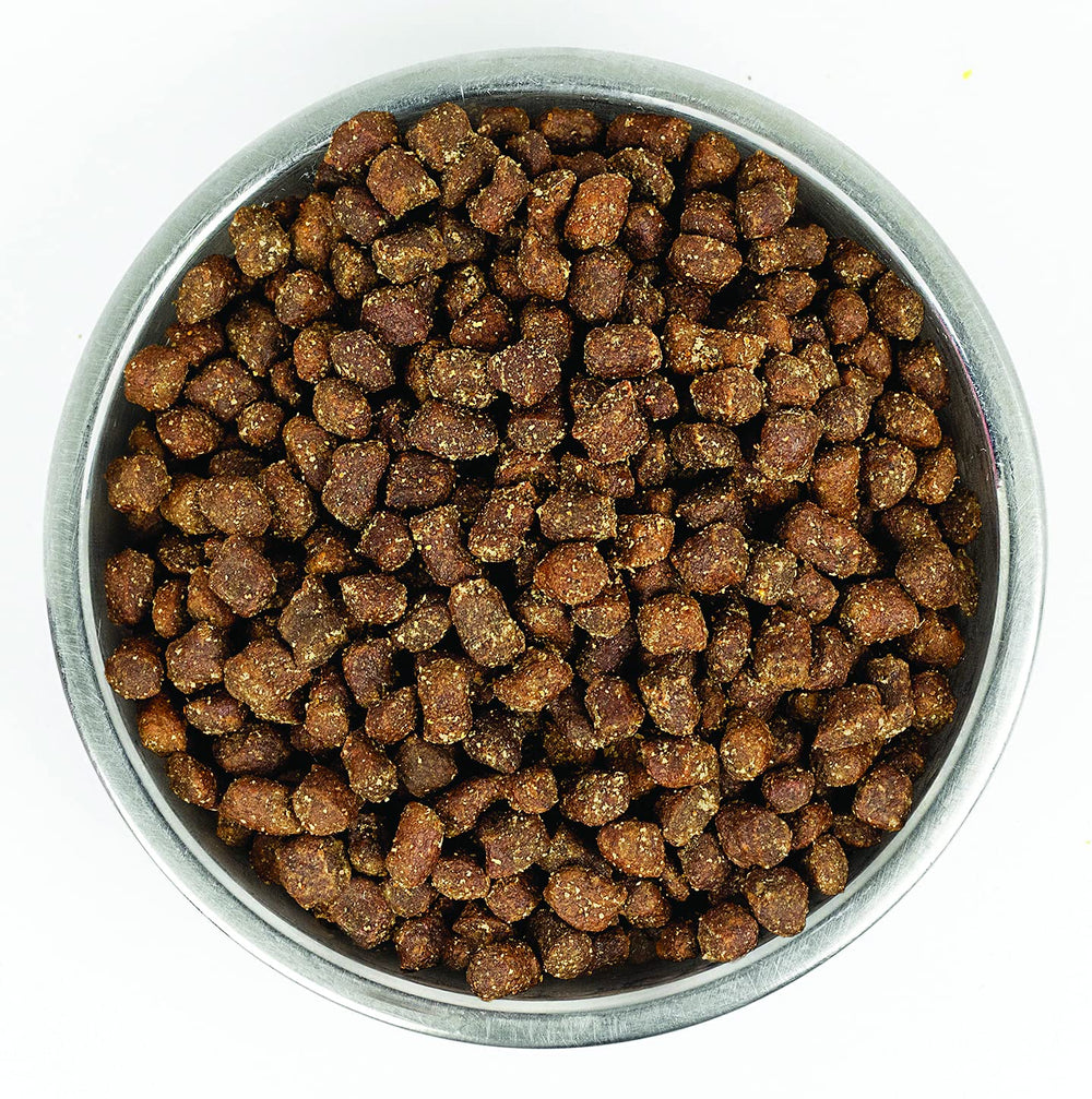 Chien dégustant Stella & Chewy's Wild Red, repas équilibré et savoureux.