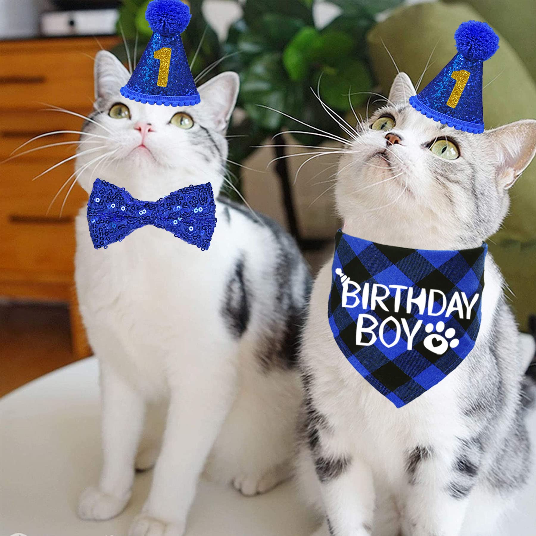 Accessoires STMK pour anniversaire de chat, idéaux pour photos et moments festifs.