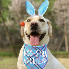 STMK bandeau-lapin-paques-chien: accessoire adorable et créatif.