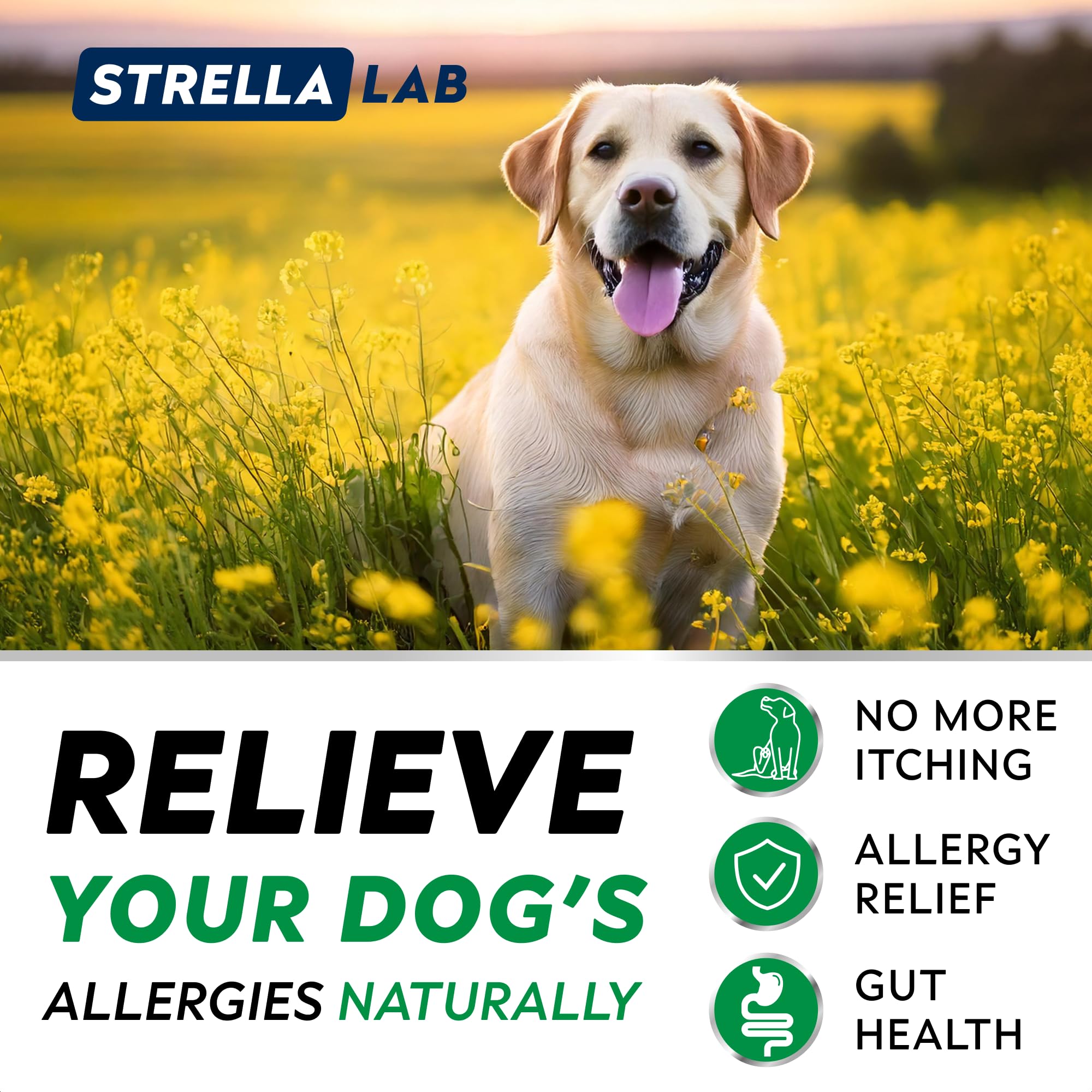 StrellaLab Chien Fabrique USA: production locale et contrôle qualité.