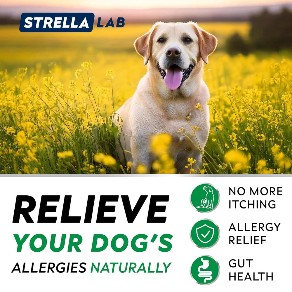 STRELLALAB chien mangeant une bouchée, dégustation agréable et réconfort rapide.
