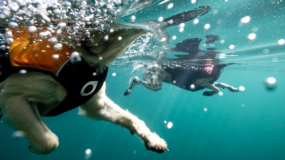 Stunt Puppy Float Doggy : bouée supérieure pour sécurité et flottabilité