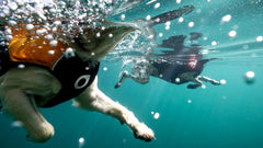 Stunt Puppy Float Doggy : bouée supérieure pour sécurité et flottabilité