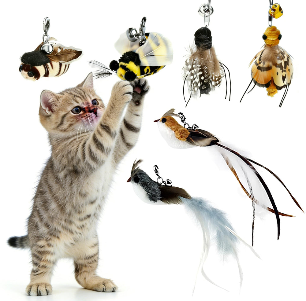 Refils de plumes SUBANG pour chat, ensemble complet de jeu