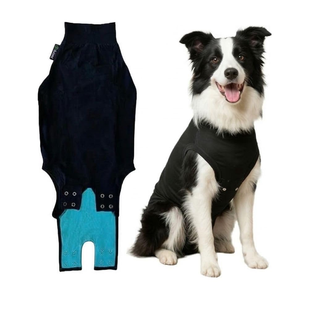 Suitical Recovery Suit pour chien porté, confort accru pendant la convalescence.