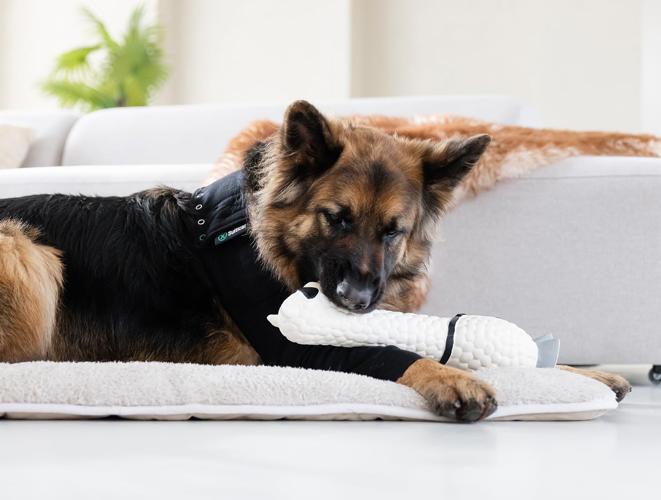 Tissu coton-lycra doux de Suitical, respirant et confortable pour votre chien.
